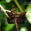 Camacinia othello (Black Knight) male in Centenary Lakes<br />Canon EOS 7D + EF70-200 F4.0L + EF1.4xII